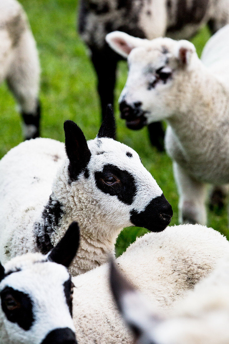 Kleine Herde von Kerry Hill-Schafen auf einer Farm