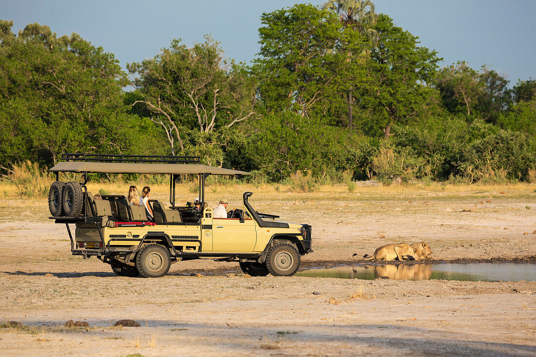 A safari vehicle and passengers very close to a couple of lions, panthera leo, drinking at a water hole.
