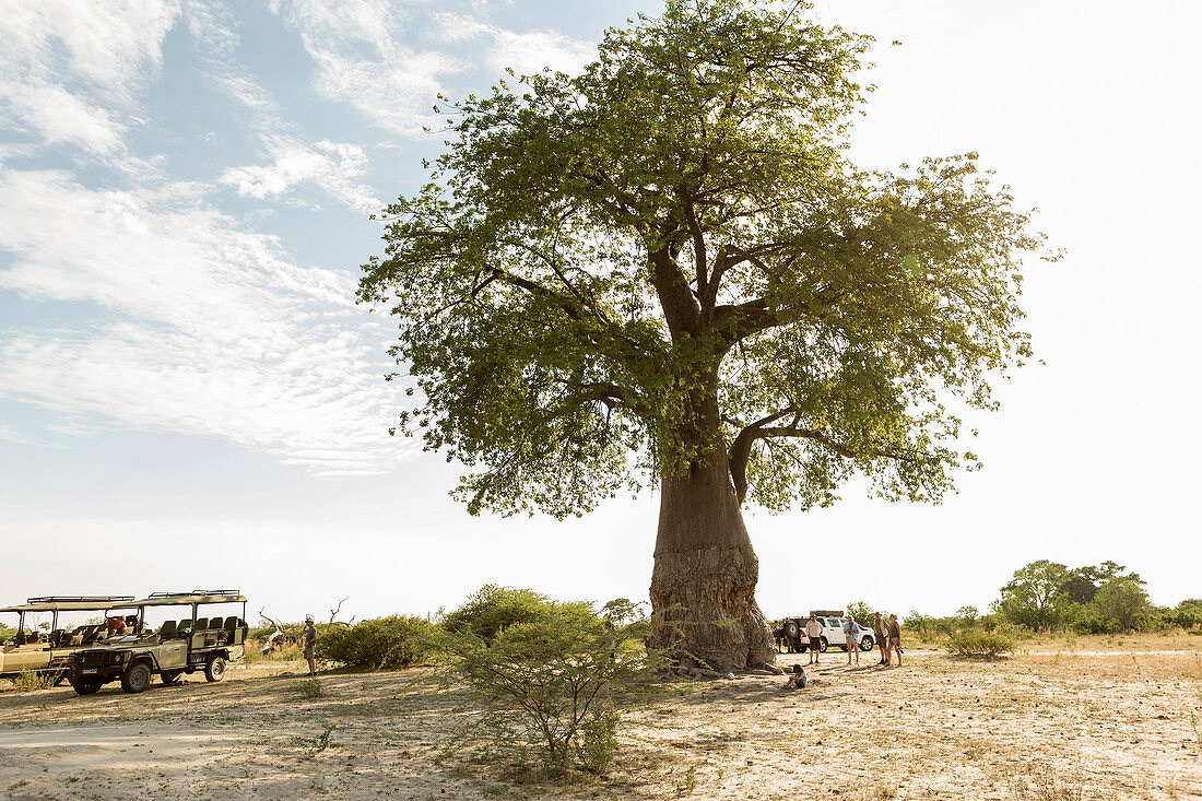 Ein großer Affenbrotbaum, Adansoniai, Moremi-Wildreservat, Botswana