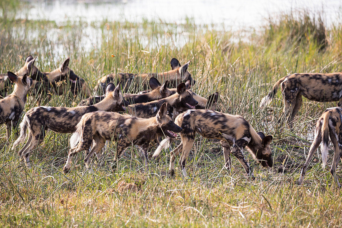A pack of wild dogs, Lycaon pictus