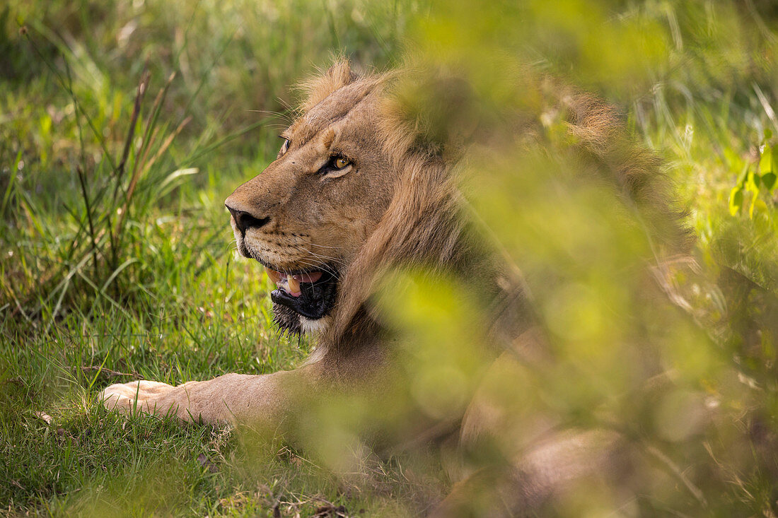A large male lion, Panthera leo, resting.