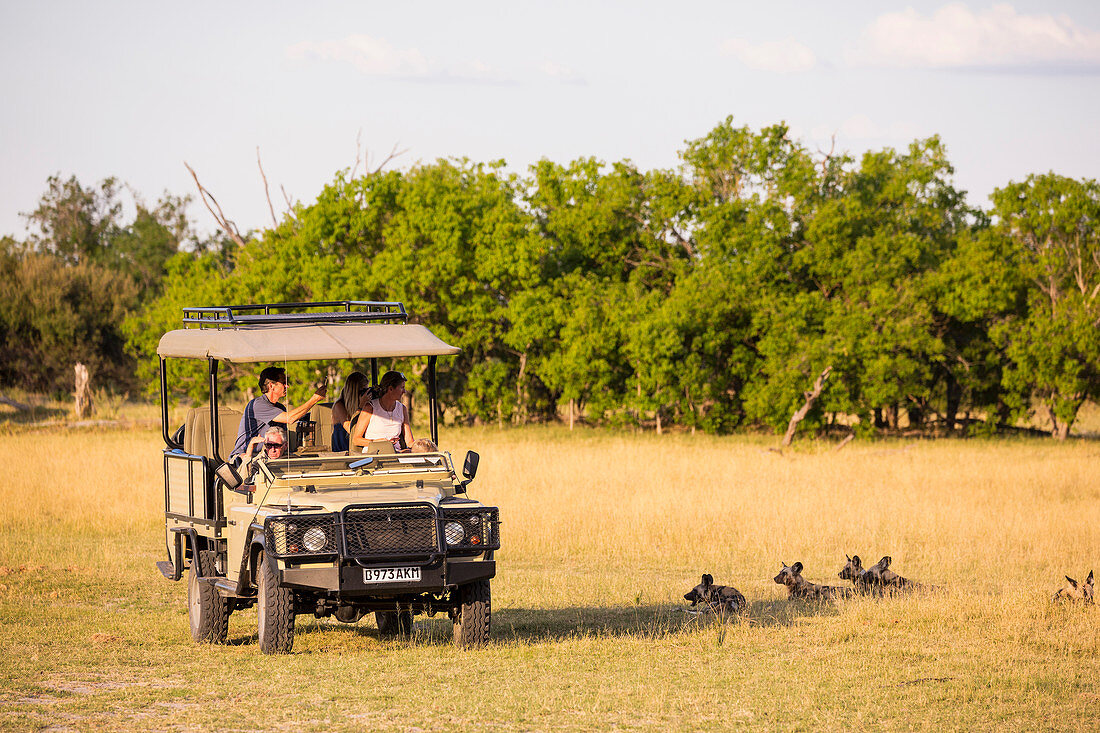A safari jeep, passengers observing wild dogs, Lycaon pictus