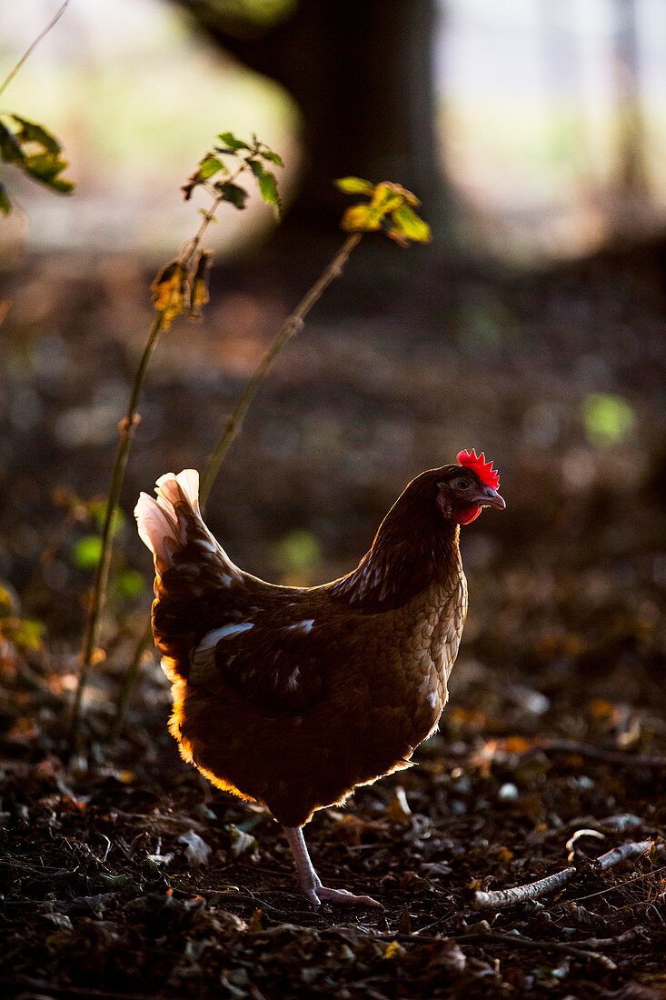 Ein freilaufendes Huhn im Wald im frühen Morgenlicht