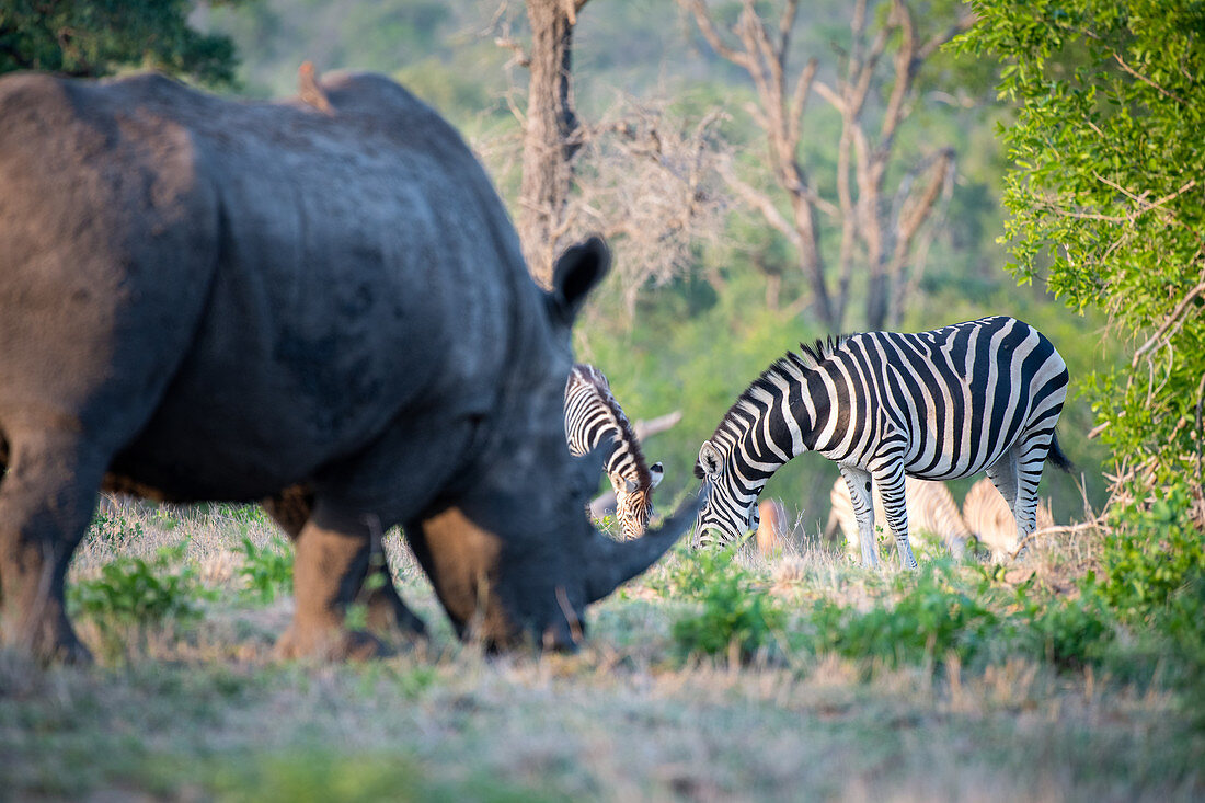 Ein weißes Nashorn (Ceratotherium simum) steht grasend im Vordergrund, eine Herde Zebras (Equus quagga) weidet im Hintergrund