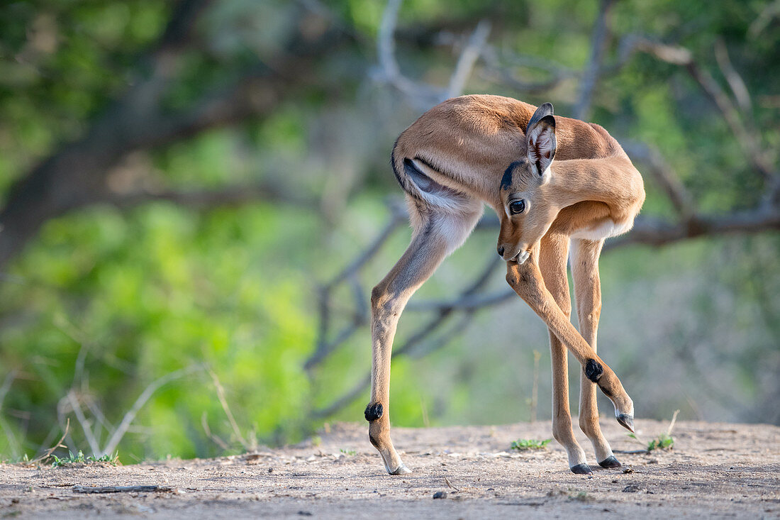 An impala calf, Aepyceros melampus, turns and licks its hind leg, hing leg raised