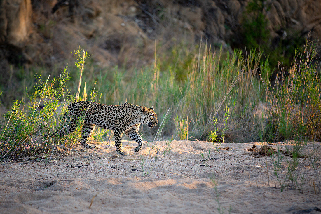 A leopard, Panthera pardus, walks through a sand bank, front leg raised, looking out of frane, sunlight