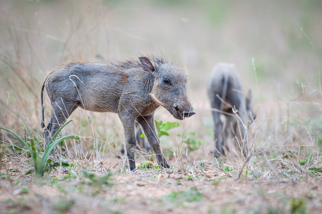 Ein Warzenschweinferkel (Phacochoerus africanus) steht im niedrgen Gras, die Ohren nach hinten gerichtet