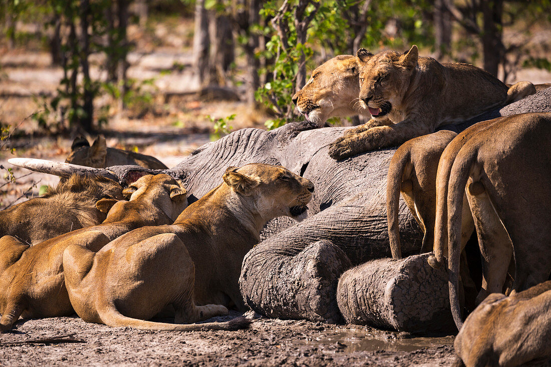 Eine Gruppe weiblicher Löwen, die sich von einem toten Elefanten in einem Wildreservat ernähren