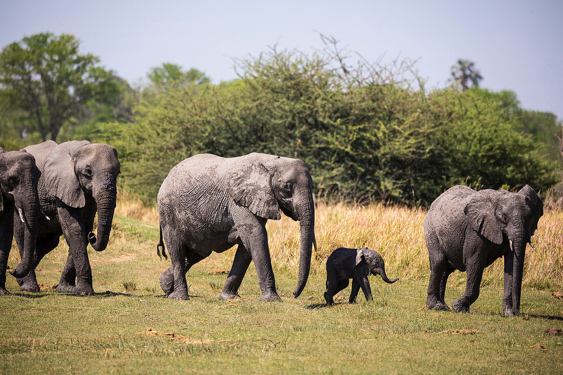 Elefantenherde versammelt sich am Wasserloch, Moremi Game Reserve, Botswana