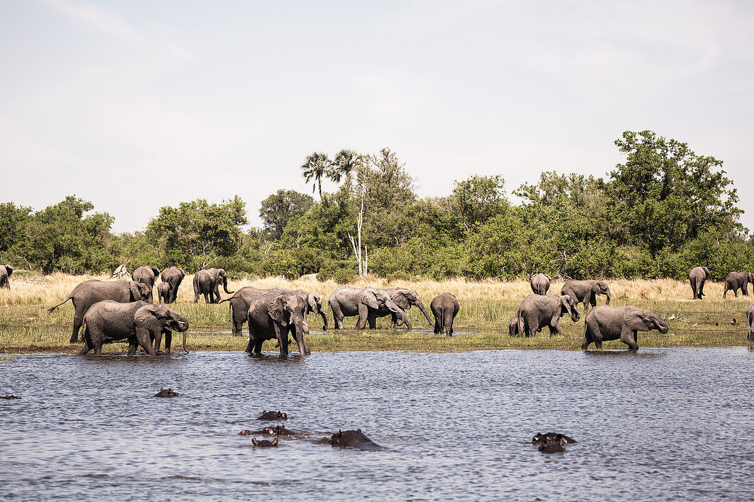 Eine Gruppe Nilpferde im Wasser und eine Herde Elefanten versammeln sich am Wasserloch
