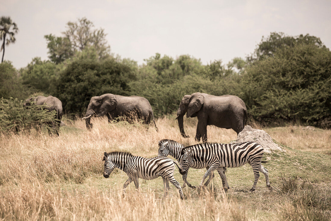 Burchell-Zebras und Elefanten, Moremi-Wildreservat, Botswana