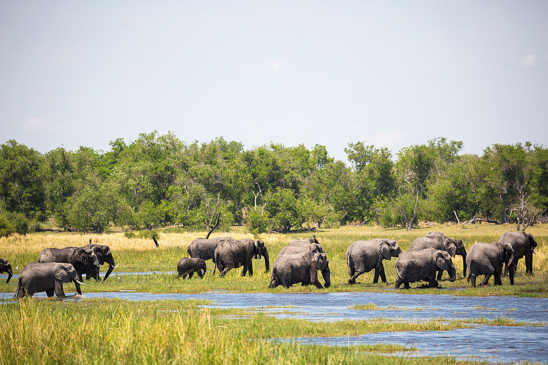 Elefantenherde versammelt sich am Wasserloch, Moremi Game Reserve, Botswana