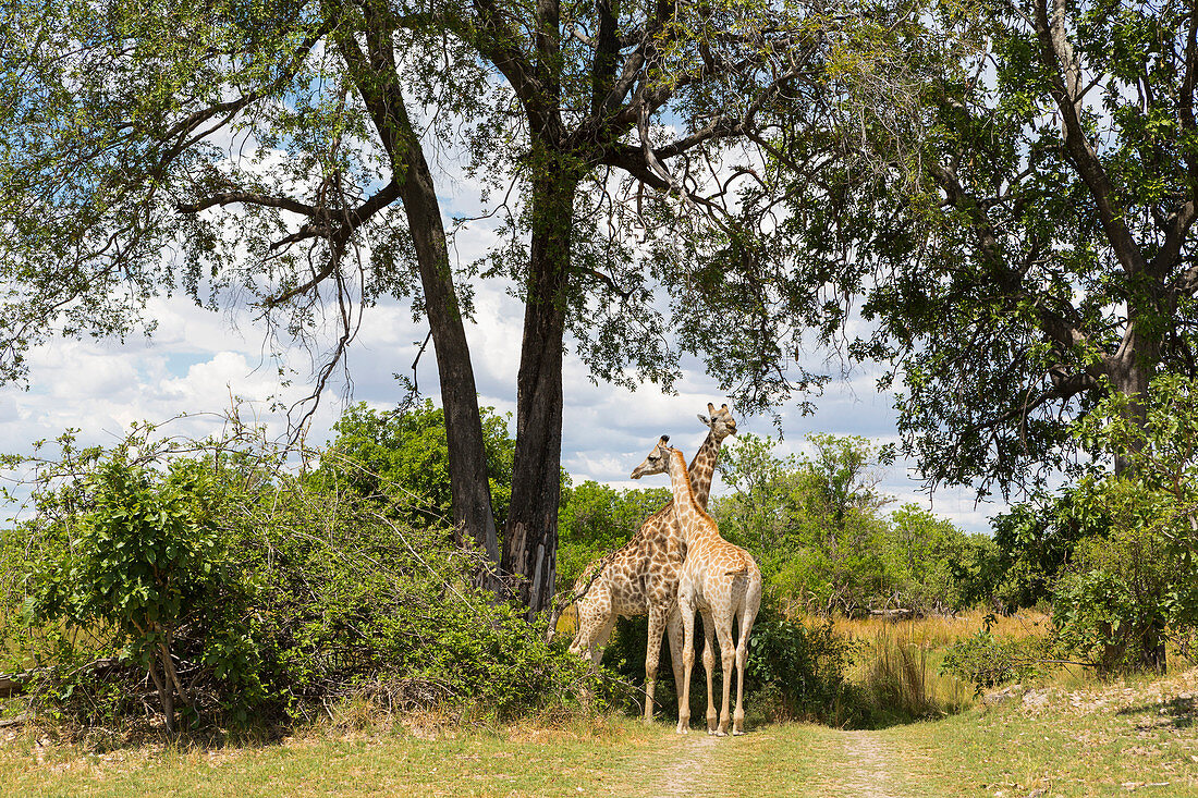 A pair of giraffe under trees, Moremi Game Reserve, Botswana