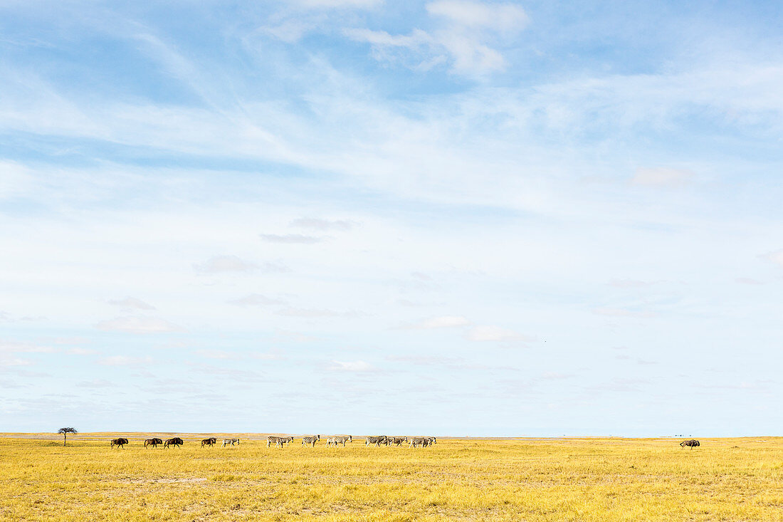 Burchell-Zebra und Gnus, Tiergruppen, die in der Kalahari-Wüste weiden