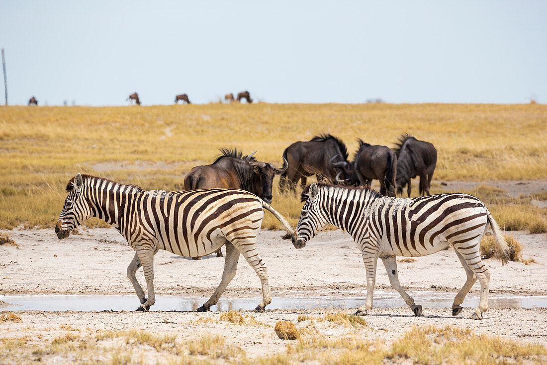 Burchell-Zebra und Gnu, Kalahari-Wüste, Makgadikgadi-Salzpfannen, Botswana