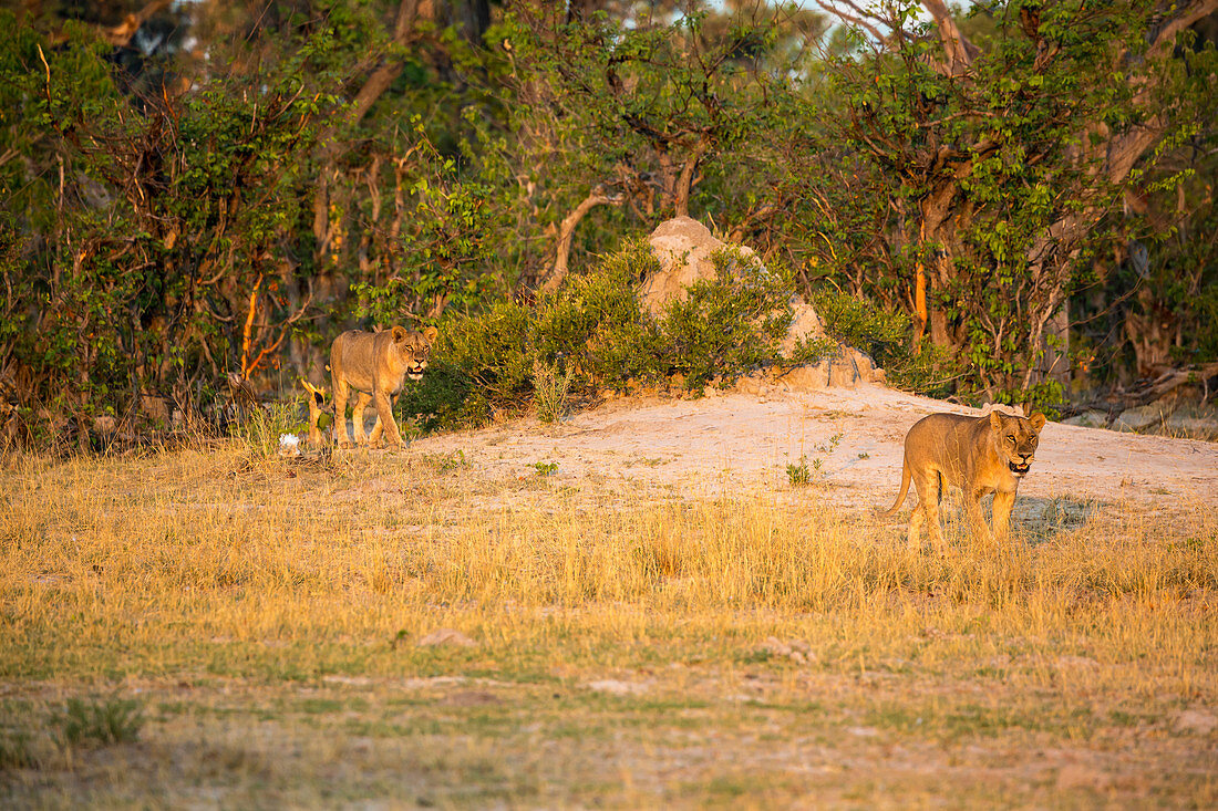 A lion walking across open space at sunset.