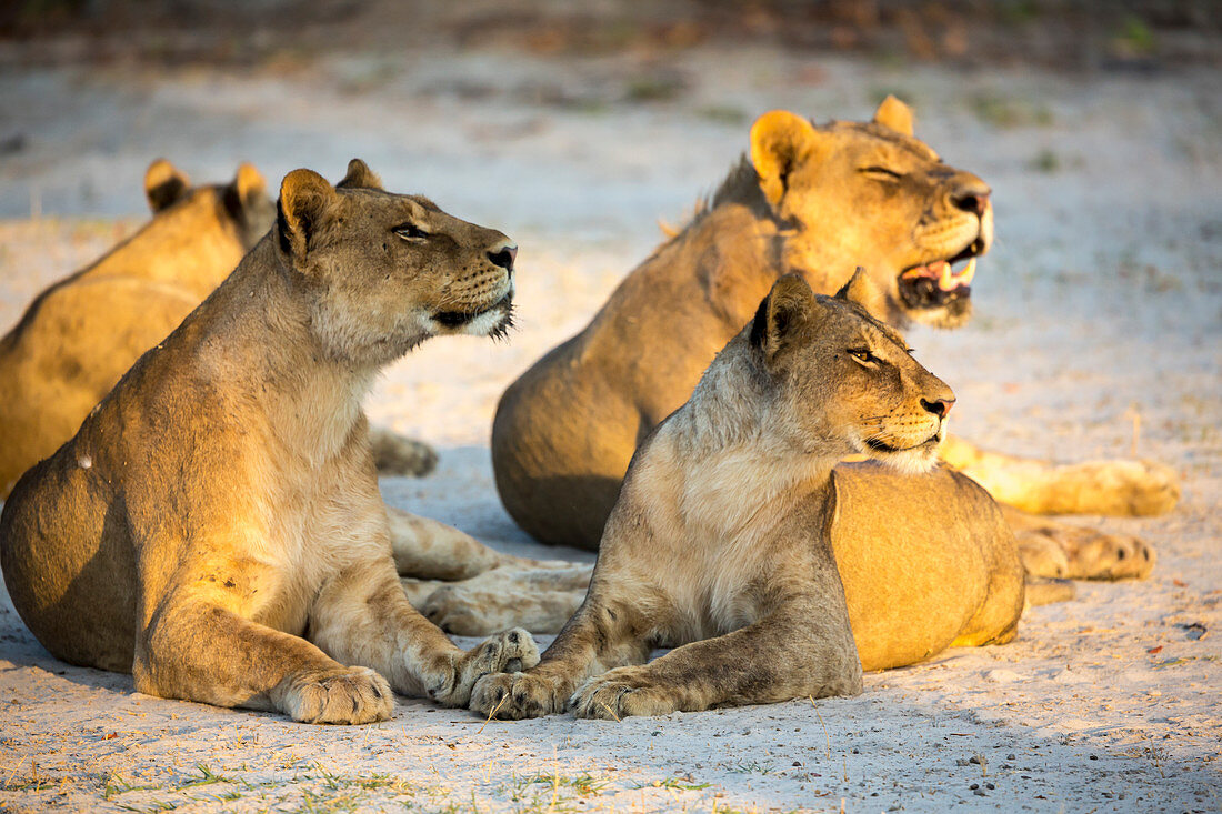 A pride of female lions lying resting at sunset, one yawning.