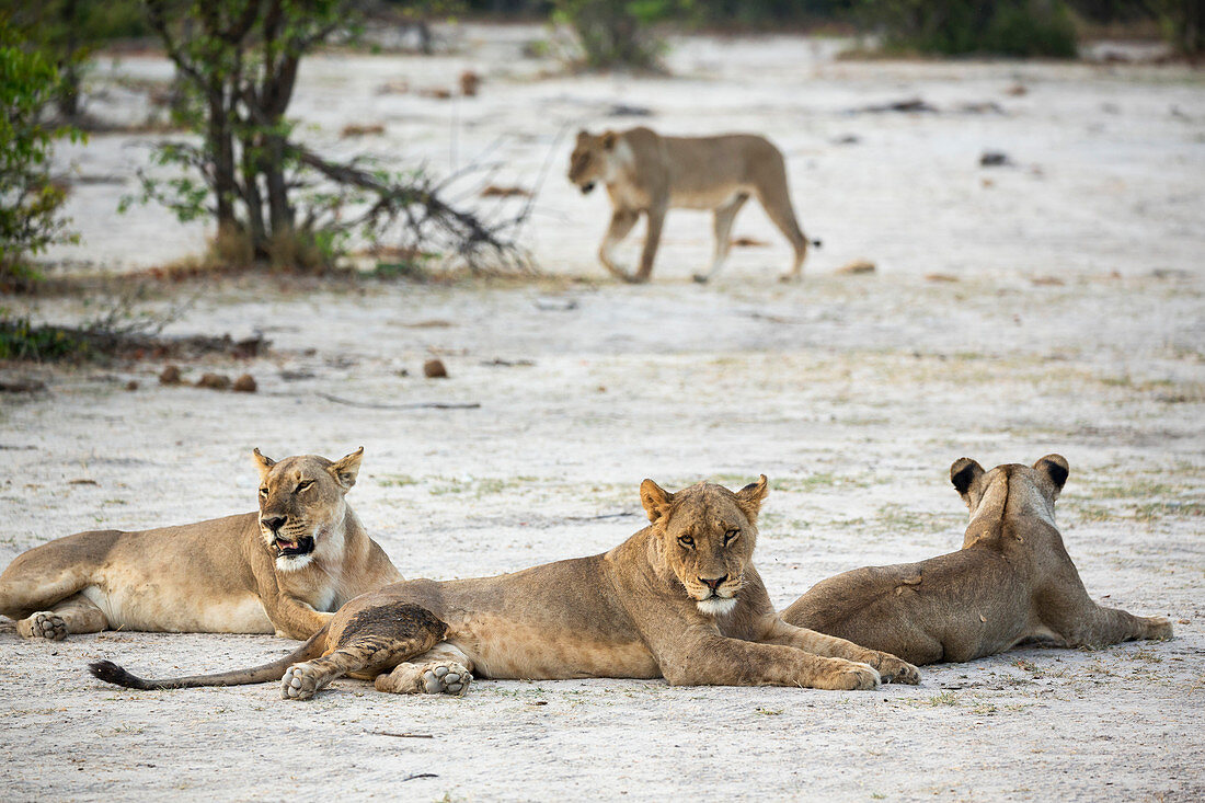 Ein Löwenrudel mit weiblichen Tieren, die sich ausruhen