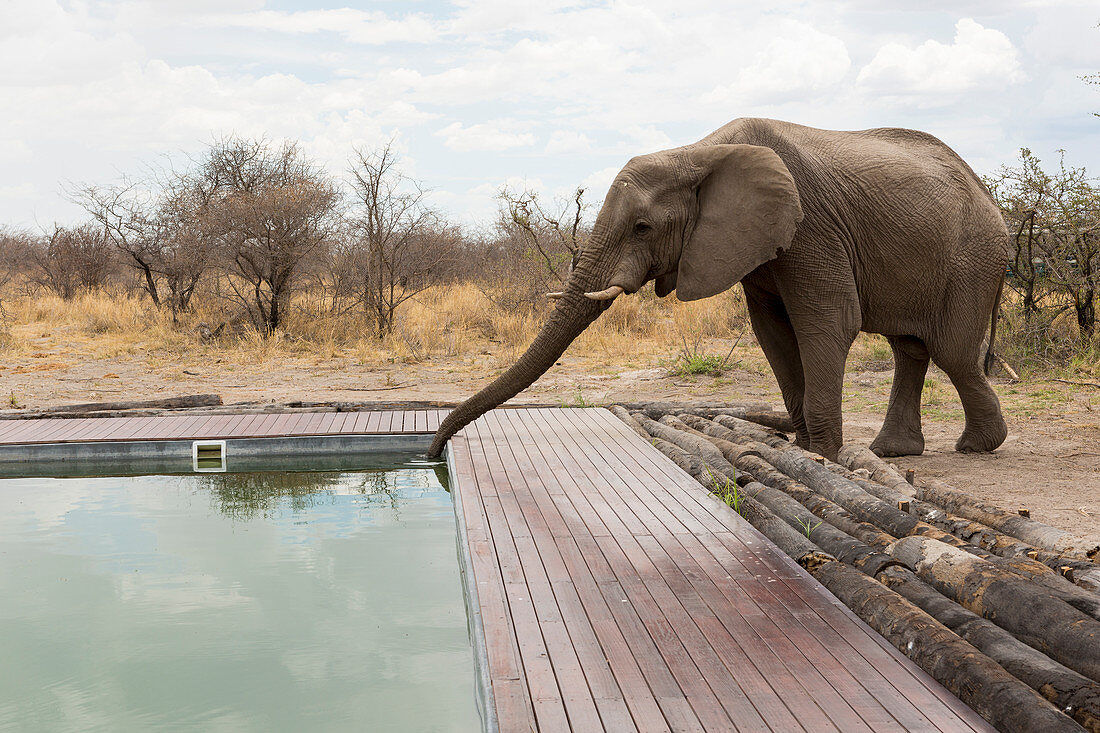 Ein Elefant, der mit seinem Rüssel aus einem Schwimmbad im Lager des Wildreservats trinkt