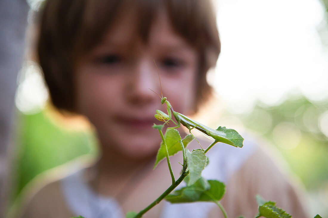A five year old boy looking closely at a praying mantis on a leaf.