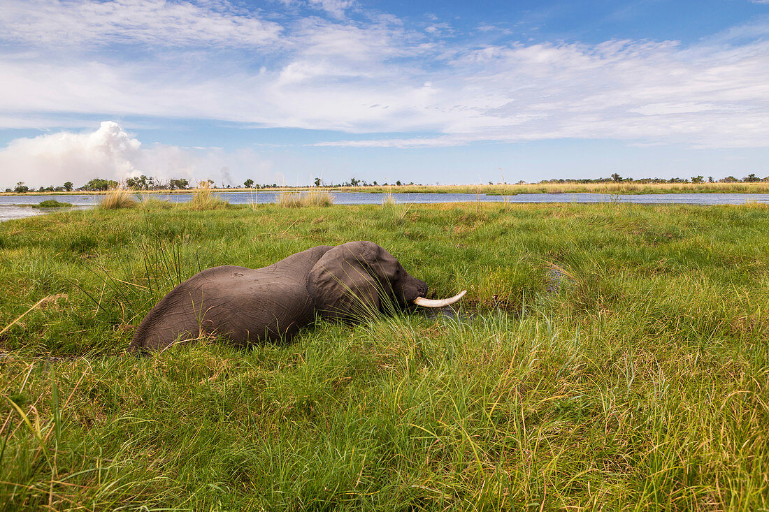 A mature elephant with tusks wading through water and reeds.