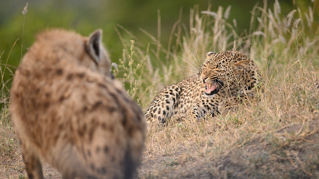 Ein Leopard (Panthera pardus) liegt im Gras und knurrt eine Hyäne (Crocuta crocuta) an