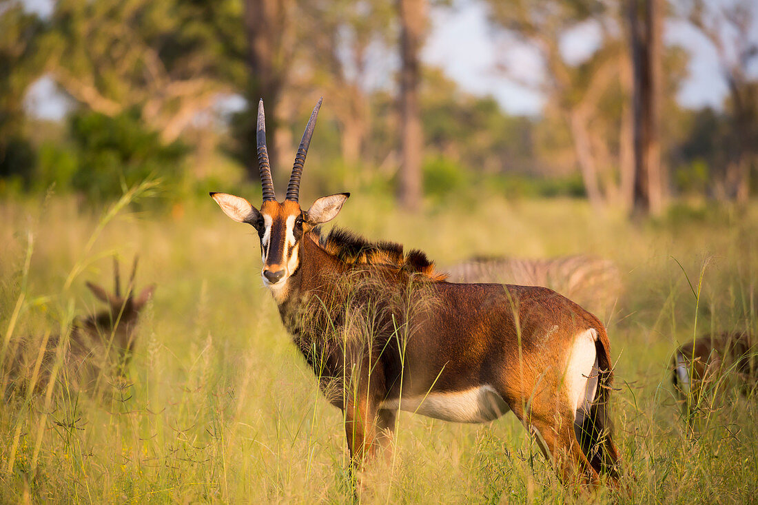Oryx bei Sonnenuntergang im hohen Gras