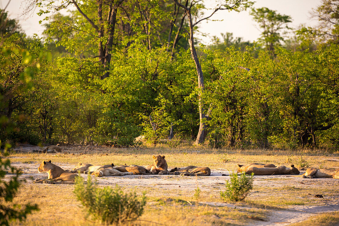 A pride of lions resting in the sun in open space on the edge of woodland.