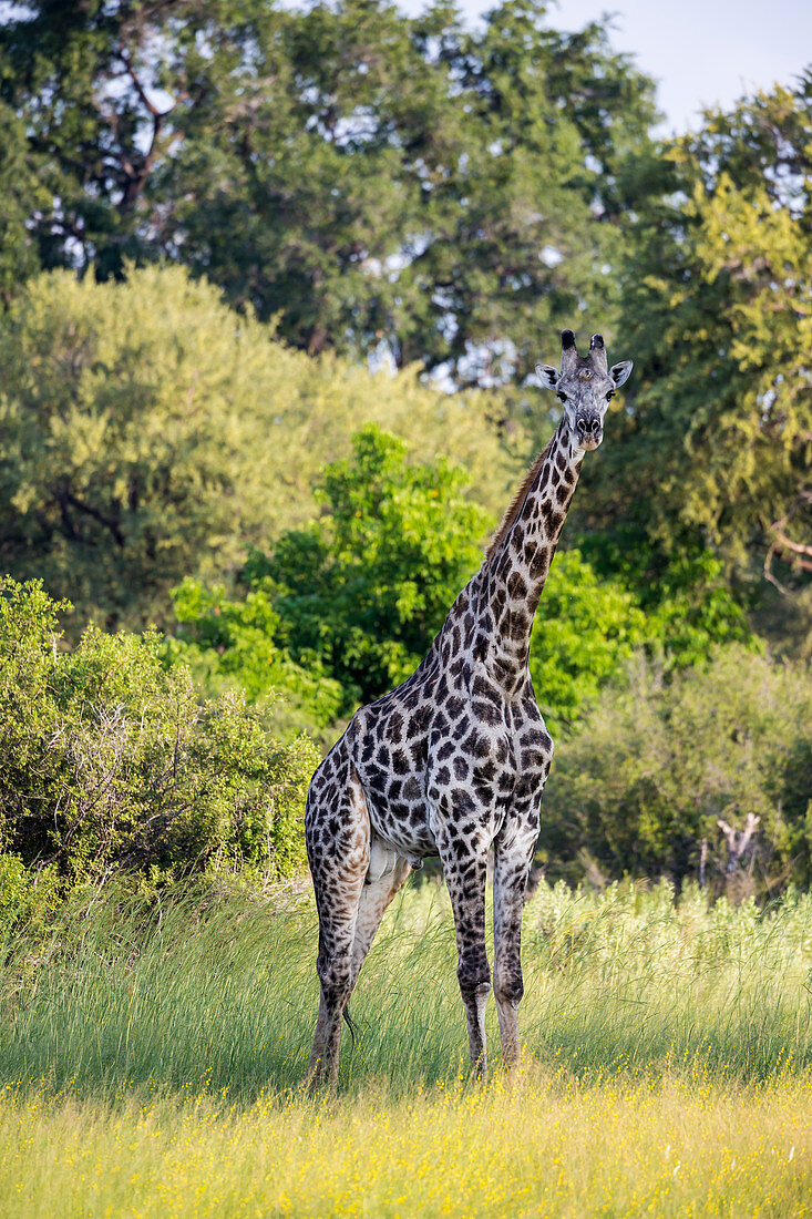 A giraffe among the trees in woodland.