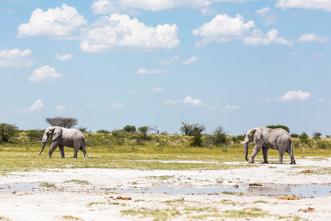 Zwei Elefanten in Nxai Pan, Botswana