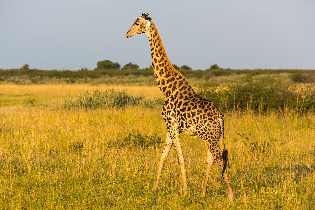 Giraffe, Nxai Pan, Botswana