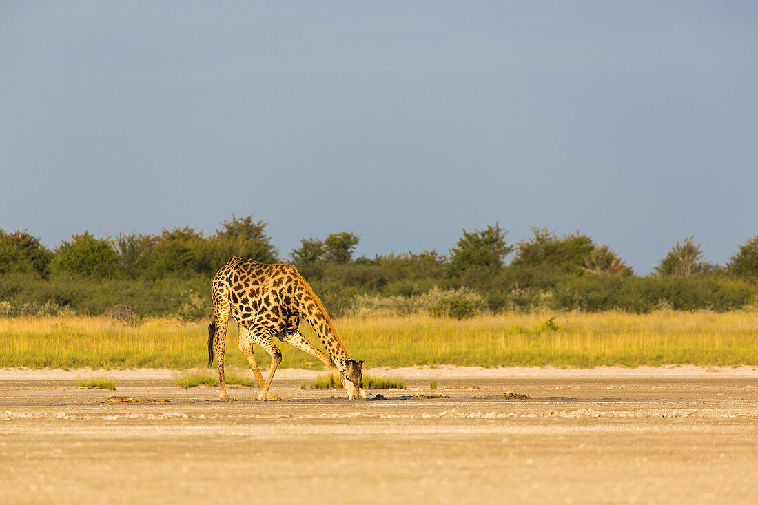 giraffe, Nxai Pan, Botswana