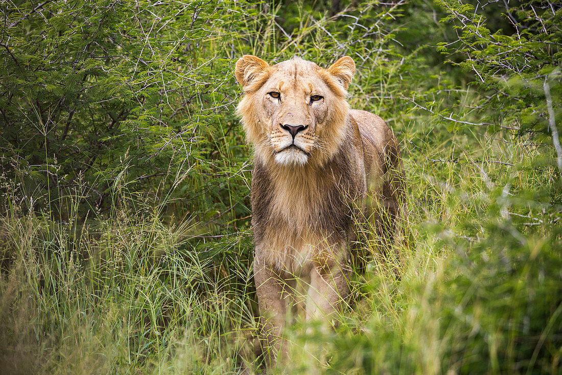 Ein weiblicher Löwe, teilweise verdeckt von hohem Gras