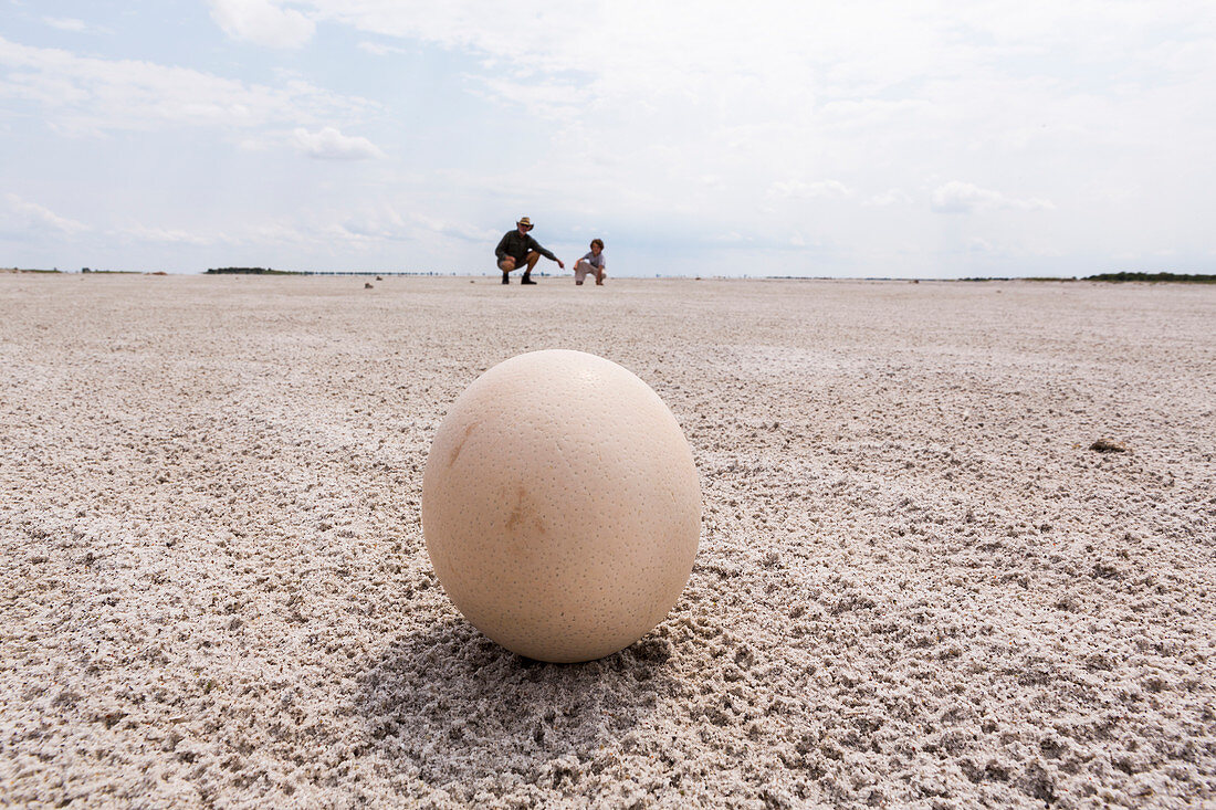 Nahaufnahme von einem Straußenei, Nxai Pan, Botswana