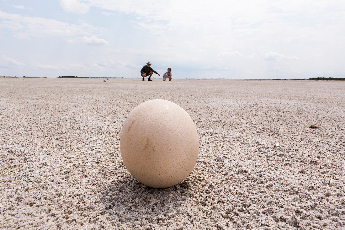 close up of ostrich egg, Nxai Pan, Botswana
