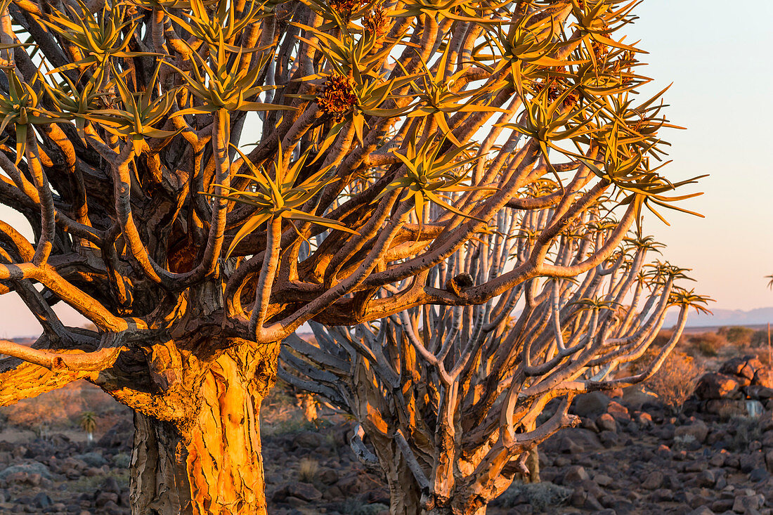 Quiver tree forest at Quiver Tree Forest Rest Camp at sunset, Keetmanshoop, Namibia