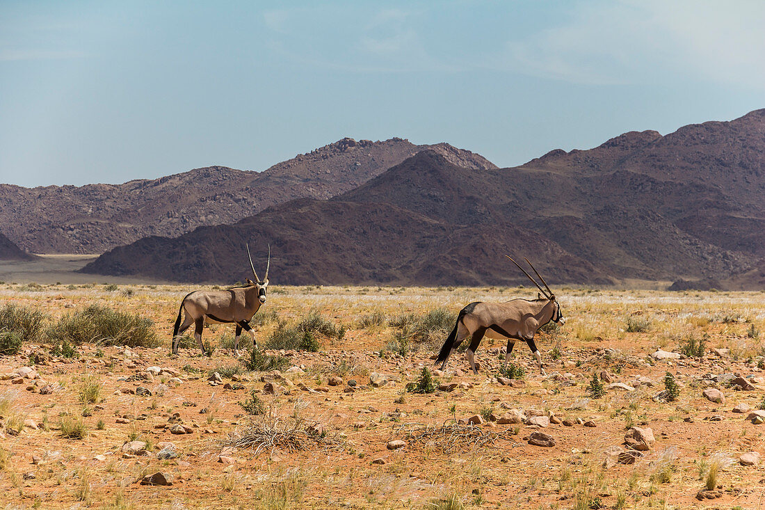 Antilopen neben Straße D707 in Wüste von Namibia auf Weg nach Sesriem, Namibia