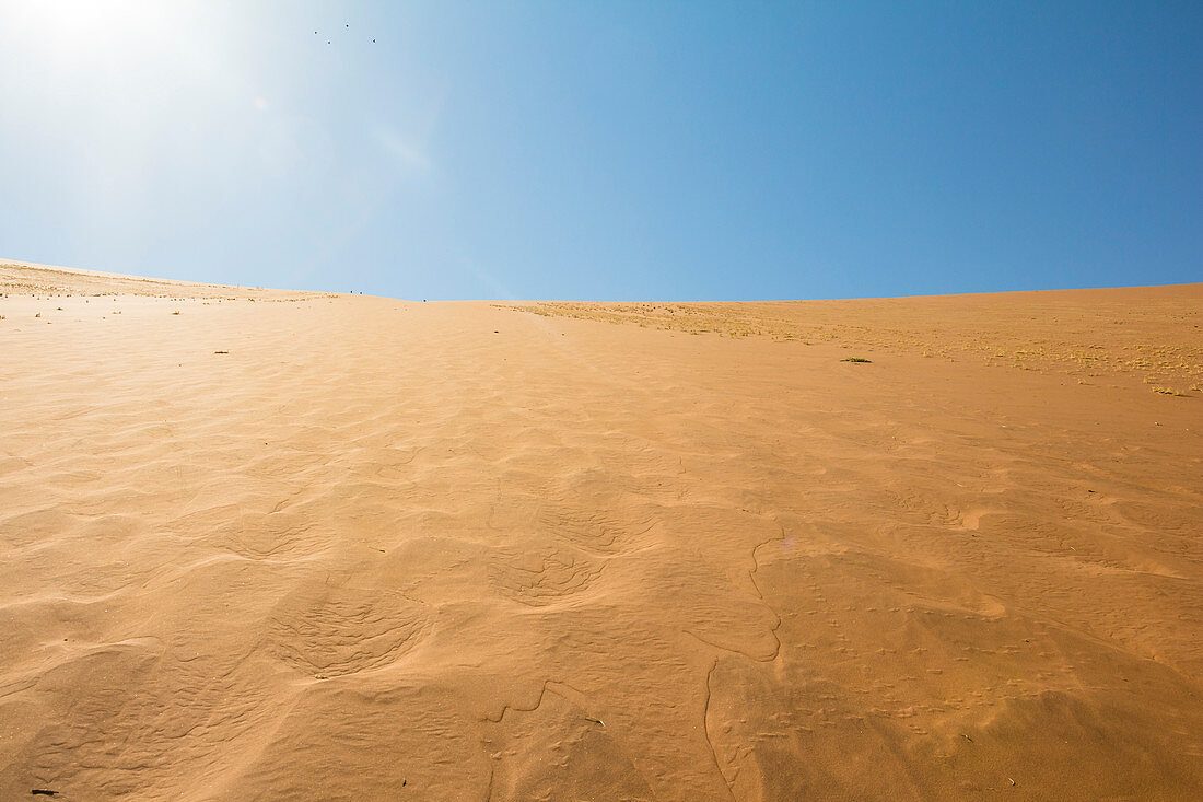 Blick von unten auf Big Daddy Düne im Deadvlei, Sossusvlei, Sesriem, Namibia