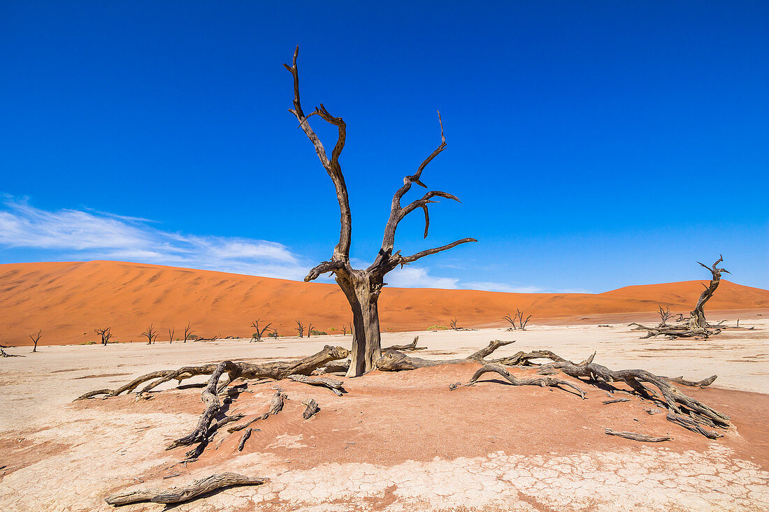 Tote Bäume in weiter Landschaft des Deadvlei (weiße Salz-Ton-Pfanne), Sossusvlei, Sesriem, Namibia