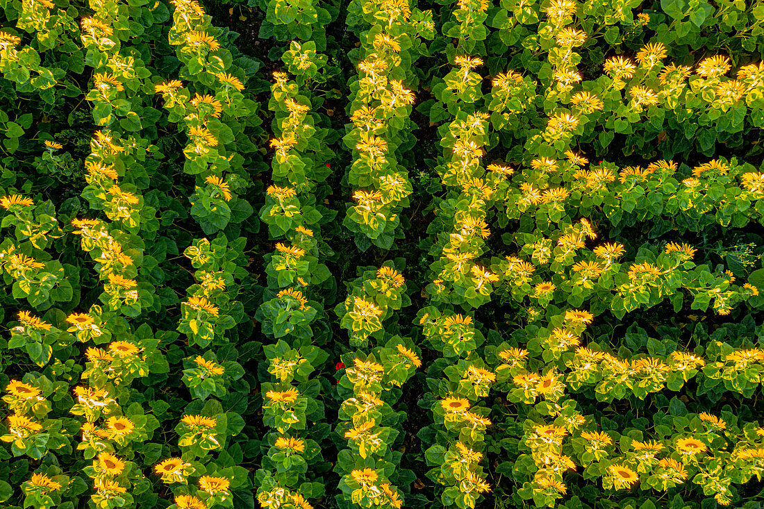 A bird's eye view of sunflowers in a field. Aubing, Munich, Upper Bavaria, Bavaria, Germany, Europe