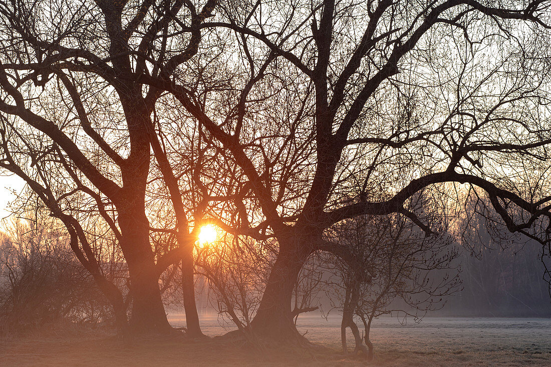 Mystische Gegenlichtaufnahme einer Baumgruppe in der Morgenstimmung, Frühnebel, Oberbayern, Bayern, Deutschland, Europa