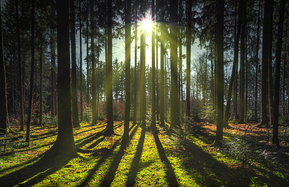 Gegenlichtaufnahme mit tief stehender Sonne in einem Wald, Aubinger Lohe, Oberbayern, Bayern, Deutschland, Europa