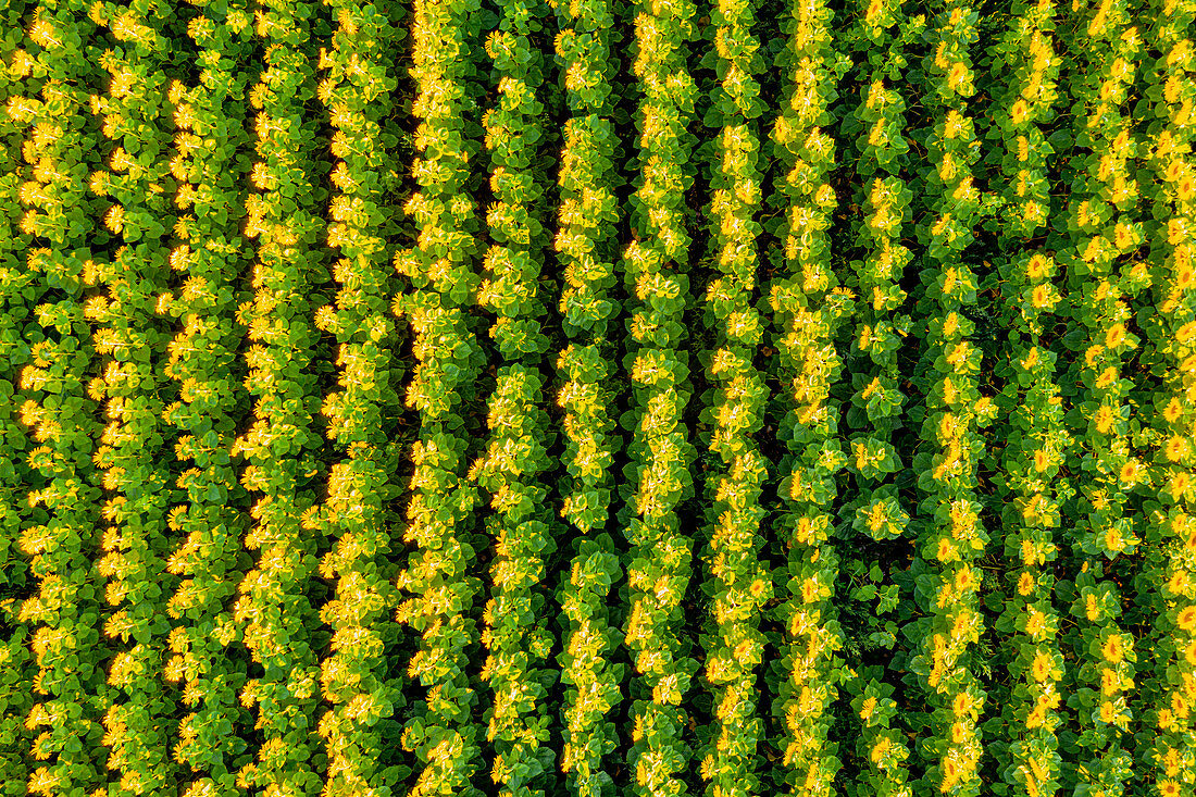 A bird's eye view of sunflowers in a field. Aubing, Munich, Upper Bavaria, Bavaria, Germany, Europe