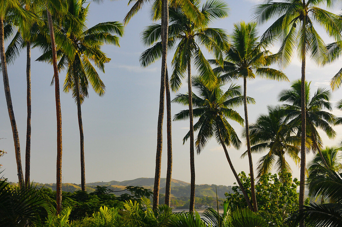 Tropische Vegetation mit Palmen in der Abenddämmerung, Yanuca Island, Fiji