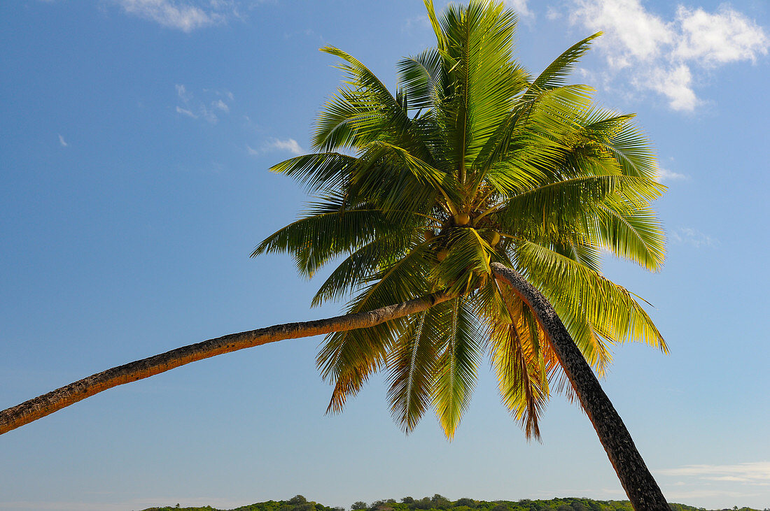 Two palm trees growing together on the beach at Yanuca Island, Fiji Islands