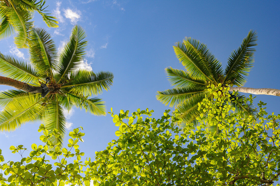 Blick vom Liegestuhl gen Himmel mit Palmen und tropischen Pflanzen, Fiji Islands