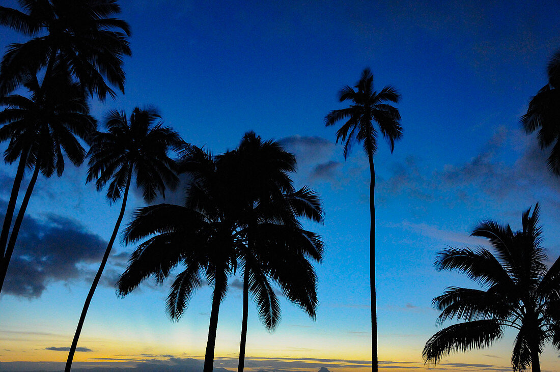 Late dusk with a view of palm trees and the tropical sky, Savusavu, Fiji ISlands