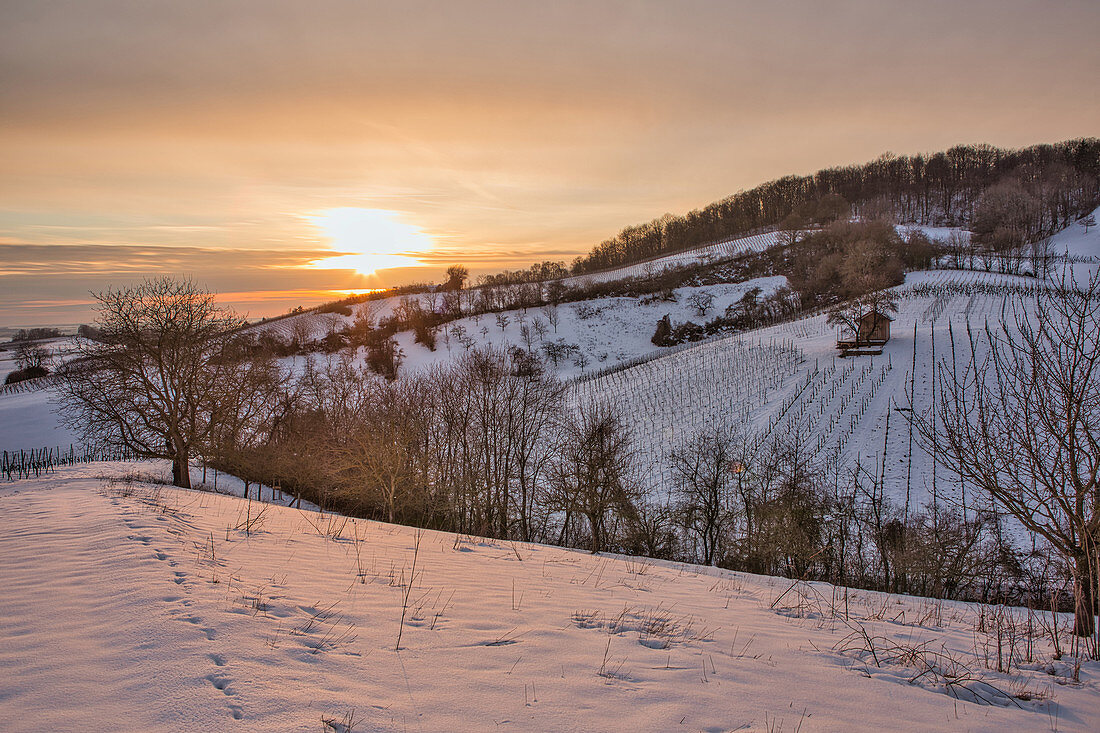 Die Weinlage Vogelsang bei Markt Einersheim im Winter, Possenheim, Kitzingen, Unterfranken, Franken, Bayern, Deutschland, Europa