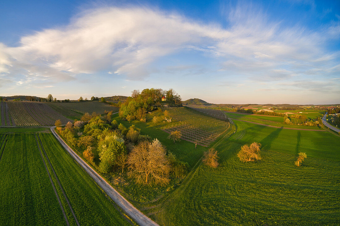 Blick auf die Weinlage Vogelsang bei Markt Einersheim, Possenheim, Kitzingen, Unterfranken, Franken, Bayern, Deutschland, Europa