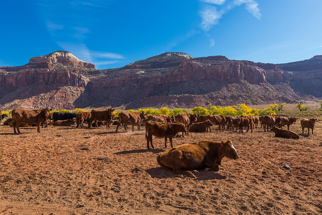 Cattle Grazing in Beef Basin near Indian Creek National Monument, formerly part of Bears Ears National Monument, southern Utah, USA